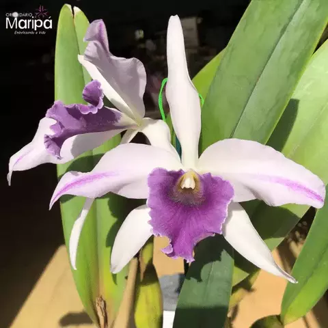 Orquidea L. Canhamiana Coerulea -Planta adulta - comprar online