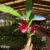 Orquídea Catasetum João Stivalli- Planta Pré adulta na internet