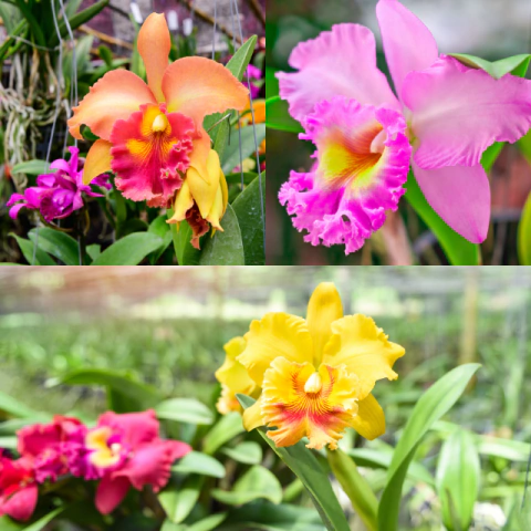 Orquídea Cattleya Sem Identificação - Planta Adulta