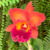 Orquídea Cattleya Nakornchaisri Red - adulta na internet