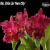Orquidea Blc. Chia Lin ''New City'' - Tam.3 na internet