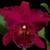Orquidea Blc. Chia Lin ''New City'' -Adulta - comprar online