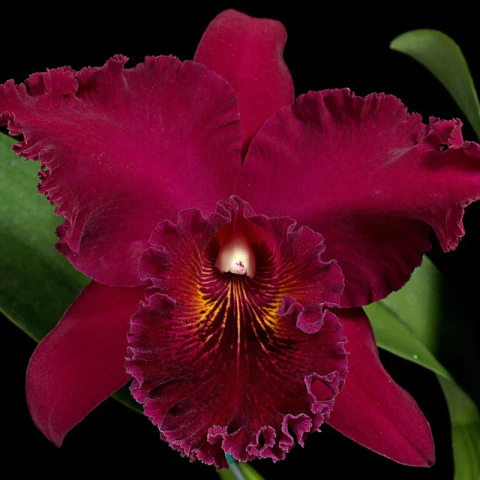 Orquidea Blc. Chia Lin ''New City'' - Pré adulta - comprar online