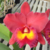 Orquídea Blc. Chunyeah 17 X Blc. Pumpkin Festival- Tam. 3 - comprar online