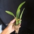 Orquídea Schomburgkia Crispa x Self - Tam. 3 - comprar online