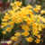 Dendrobium Crysotoxum orquidea cachos pendentes amarelo intenso- Pré-adulta