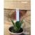 Orquídea Pot Helia Biani Ferreira - Tam.1 - comprar online