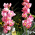 Orquídea Cymbidium CY15- Pré adulta