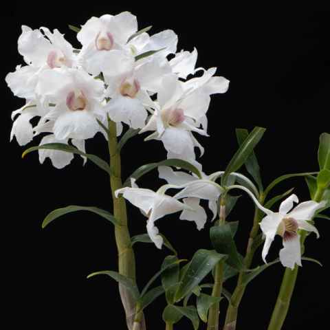 Orquídea Dendrobium Sanderae- Pré adulta - comprar online