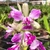 Orquídea C. Penny Kuroda X C. Pão de Açucar Pré-adulta - comprar online