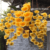 Orquidea Dendrobium Aggregatum amarelo gema espécie Pré-adulta