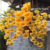 Orquidea Dendrobium Aggregatum amarelo gema espécie - Tam.2 na internet