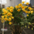 Dendrobium Crysotoxum orquidea Tam.1 na internet