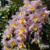 Dendrobium Rosy Cluster - adulta - comprar online