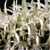 Dendrobium Speciosum - Tam. 3 - comprar online