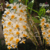 Dendrobium Thyrsiflorum orquidea cachos pendentes - Tam.2 - comprar online