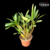 Imagem do Dendrobium Crysotoxum - Adulto
