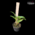 Dendrobium Crysotoxum orquidea Tam.1 - comprar online