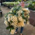 Orquídea Dendrobium Farmerii X Dendrobium Amabile - Adulta na internet