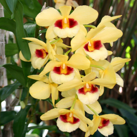 Orquídea Dendrobium Gatton Sunray - Pré-Adulta - comprar online