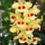 Orquídea Dendrobium Gatton Sunray - Tam3 - comprar online