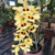 Orquídea Dendrobium Gatton Sunray - Pré-Adulta - loja online