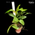 Orquídea Dendrobium Griffithianum - Planta Adulta - comprar online
