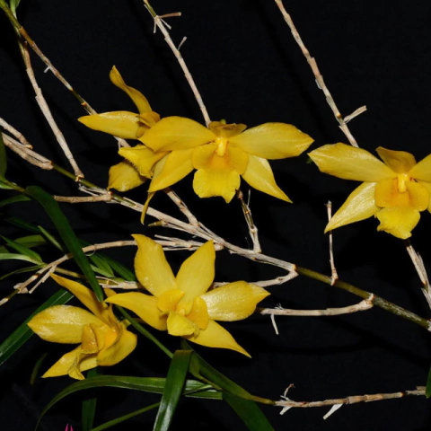 Orquídea Dendrobium Hancockii- Pré Adulta