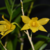 Orquídea Dendrobium Hancockii- Pré Adulta - comprar online