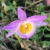 Muda de orquídea Dendrobium Loddigesii em promoção - keiki - comprar online