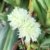 Dendrobium Purpureum Albo orquidea exótica bola de flores -Tam.3