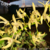 Dendrobium Speciosum - Tam. 3 na internet