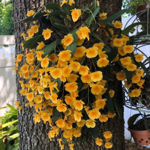 Orquidea Dendrobium Aggregatum amarelo gema espécie Pré-adulta - comprar online