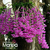 Orquídea Dendrobium Anosmum Tipo Gigante- muda KEIKI - comprar online
