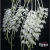 Orquídea Dendrobium Anosmum Alba - Tam. 3