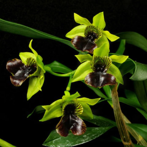 Orquídea Dendrobium Convolutom - Tam.1 - comprar online