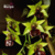 Orquídea Dendrobium Convolutom - Tam.2