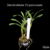 Imagem do Dendrobium Crysotoxum orquidea cachos pendentes amarelo intenso - Tam.3