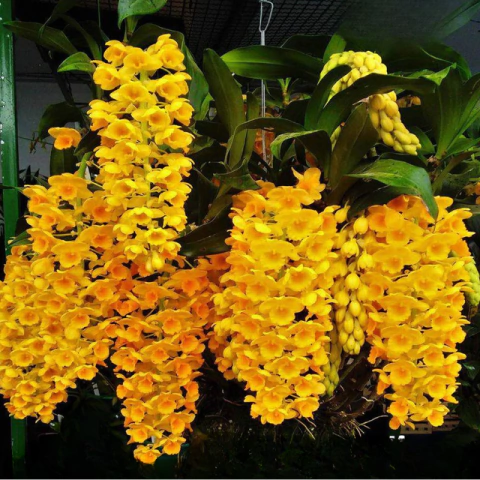 Orquídea Dendrobium Densiflorum - Adulta - comprar online