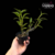 Orquidea Dendrobium Findlayanum - Tam.2 na internet