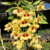 Orquídea Dendrobium Gatton Sunray - Tam3 na internet