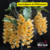 Dendrobium Griffitianum - Pré Adulto