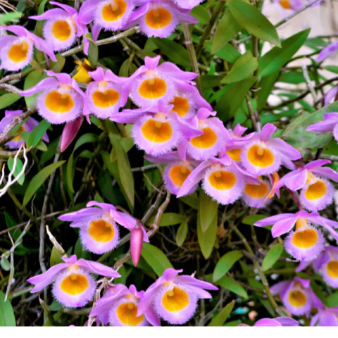 Mudas de orquídea Dendrobium Loddigesii - Tam.3 - Mini Orquidea - comprar online