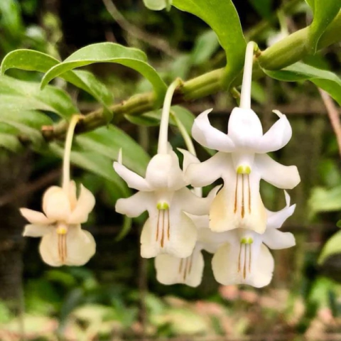 Orquídea Dendrobium Uniflorum- Pré adulta - comprar online