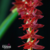 Orquidea Dendrochilum Wenzellii - Tam. 3 - comprar online