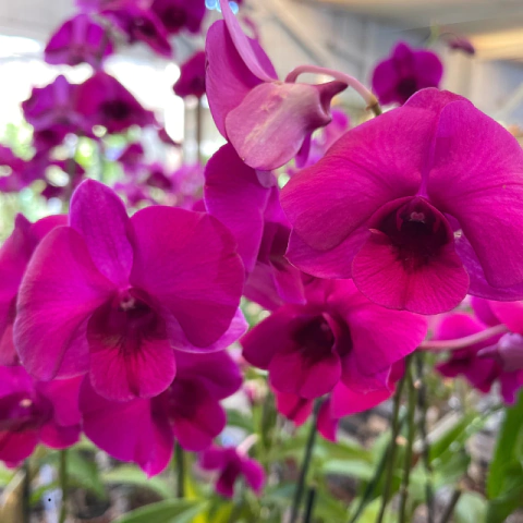 Orquídea Denphal Roxo Intenso – Planta Adulta - comprar online