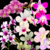 Orquídea Denphal - Sem identificação de cor- Adulta - comprar online