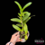 Imagem do Orquídea Denphal - Sem identificação de cor- Adulta