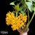 Imagem do Orquídea Dendrobium Densiflorum - Pré-Adulta