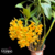 Imagem do Orquídea Dendrobium Densiflorum Tam.3
